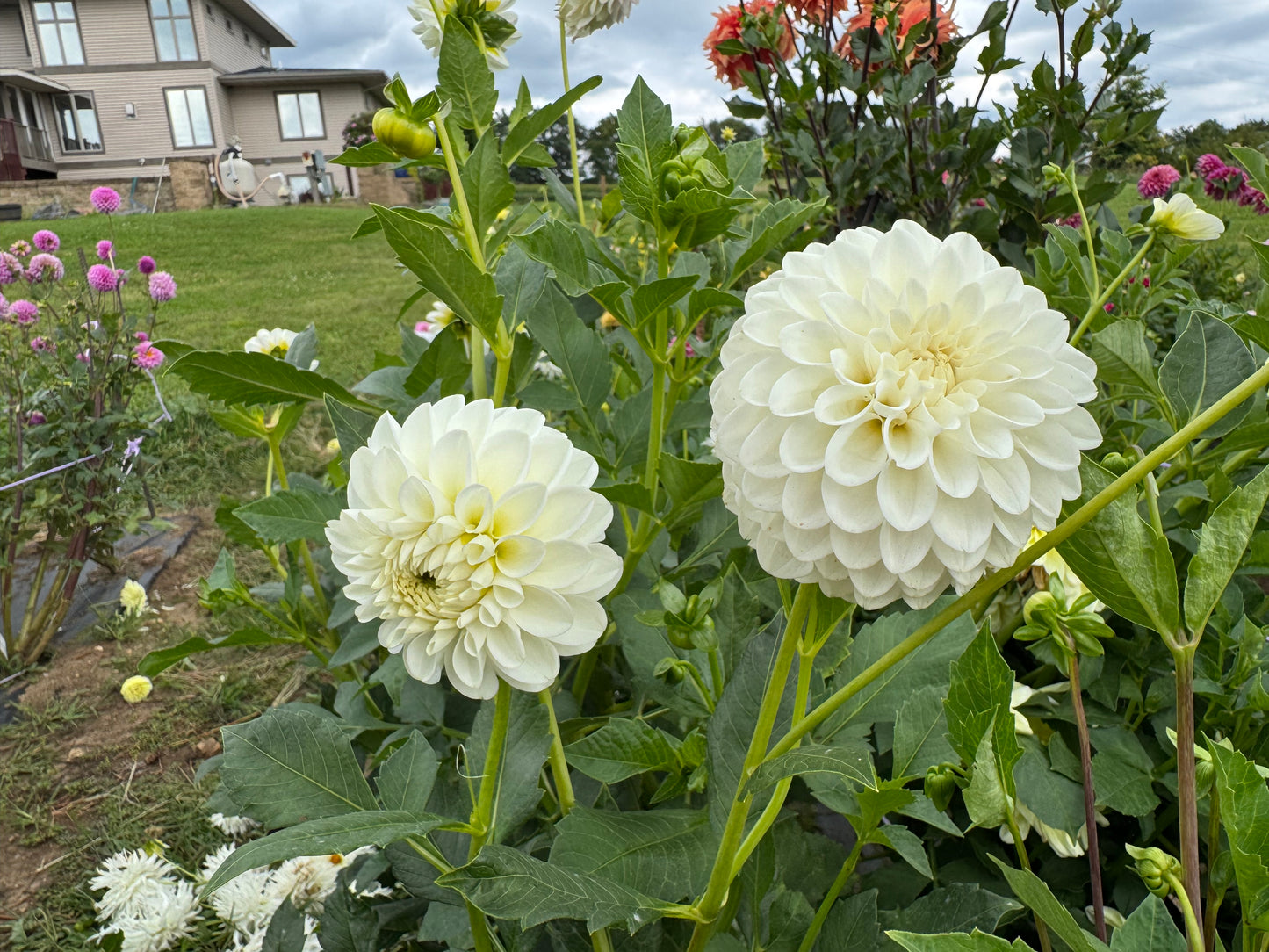 Robann Pristine