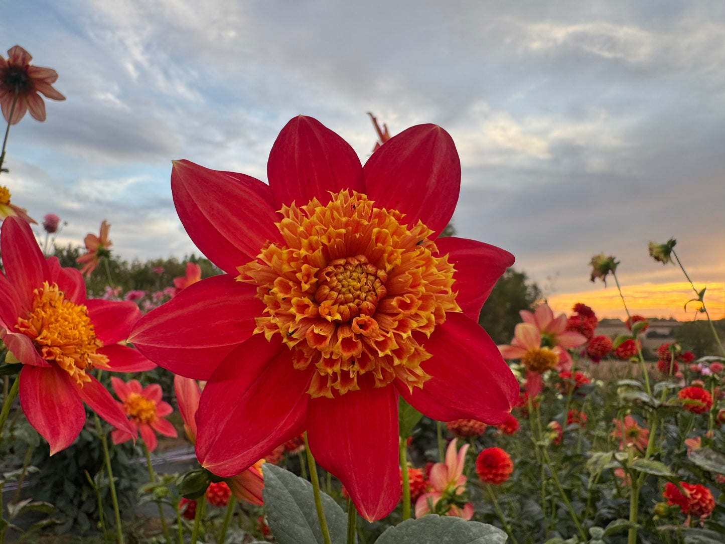 Sandia Bill J