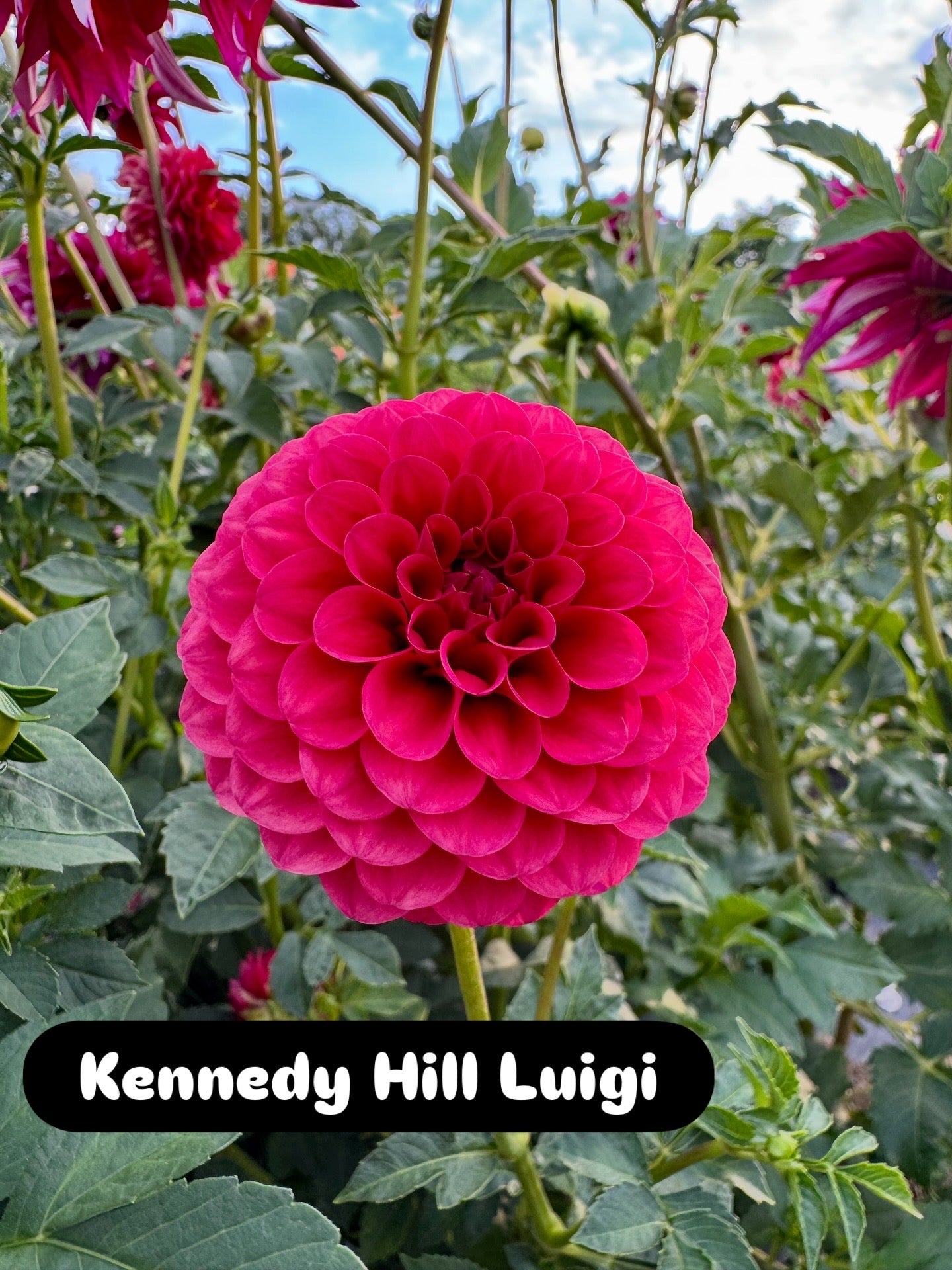 Kennedy Hill Luigi