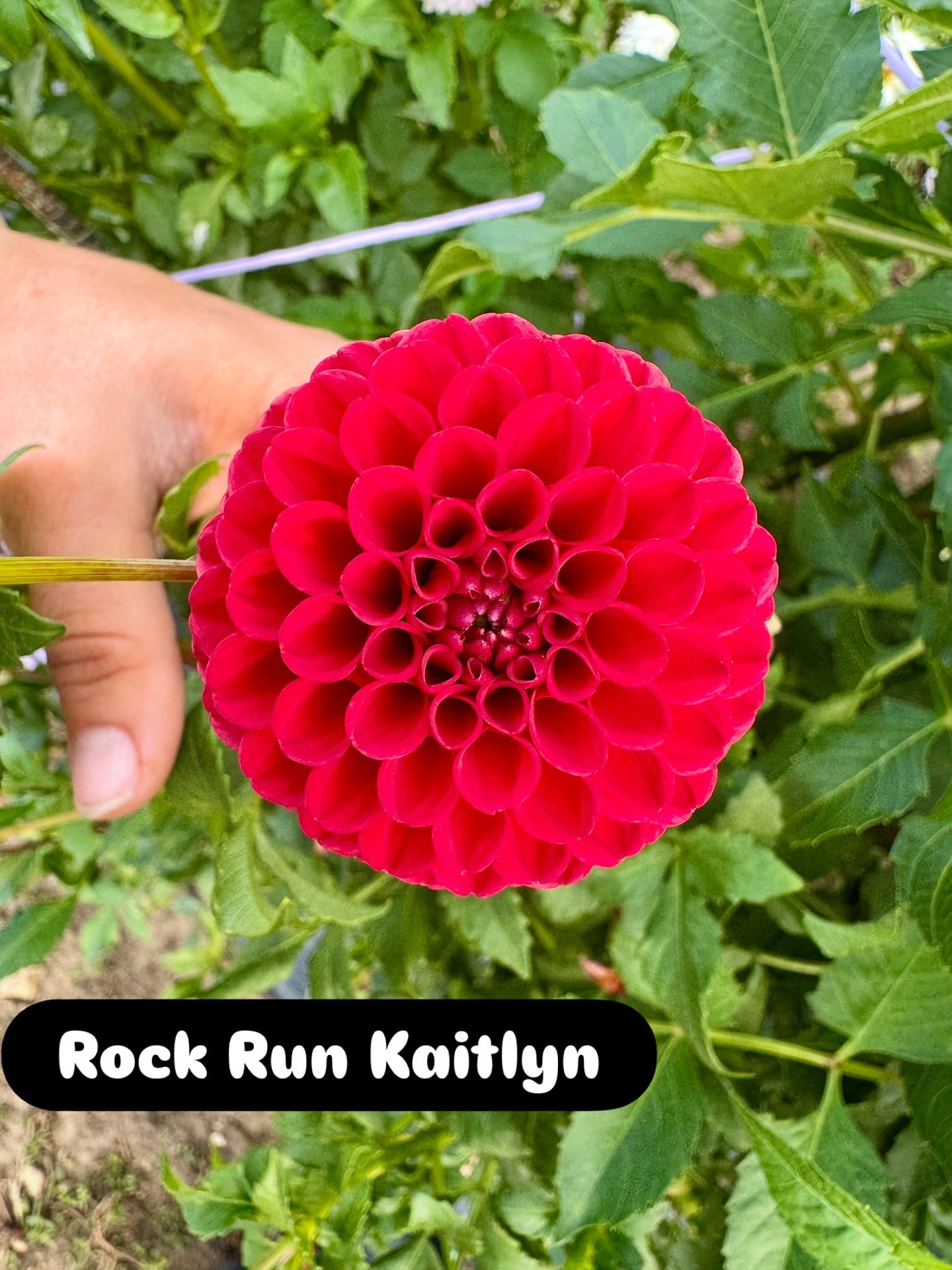 Rock Run Kaitlin