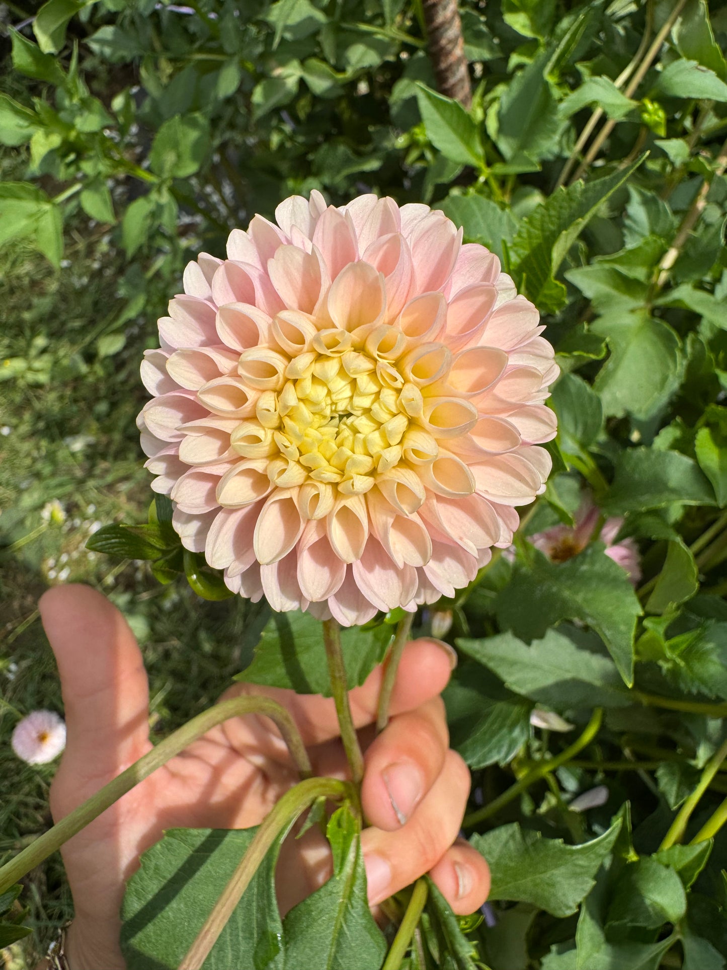 Hollyhill Pollyanna