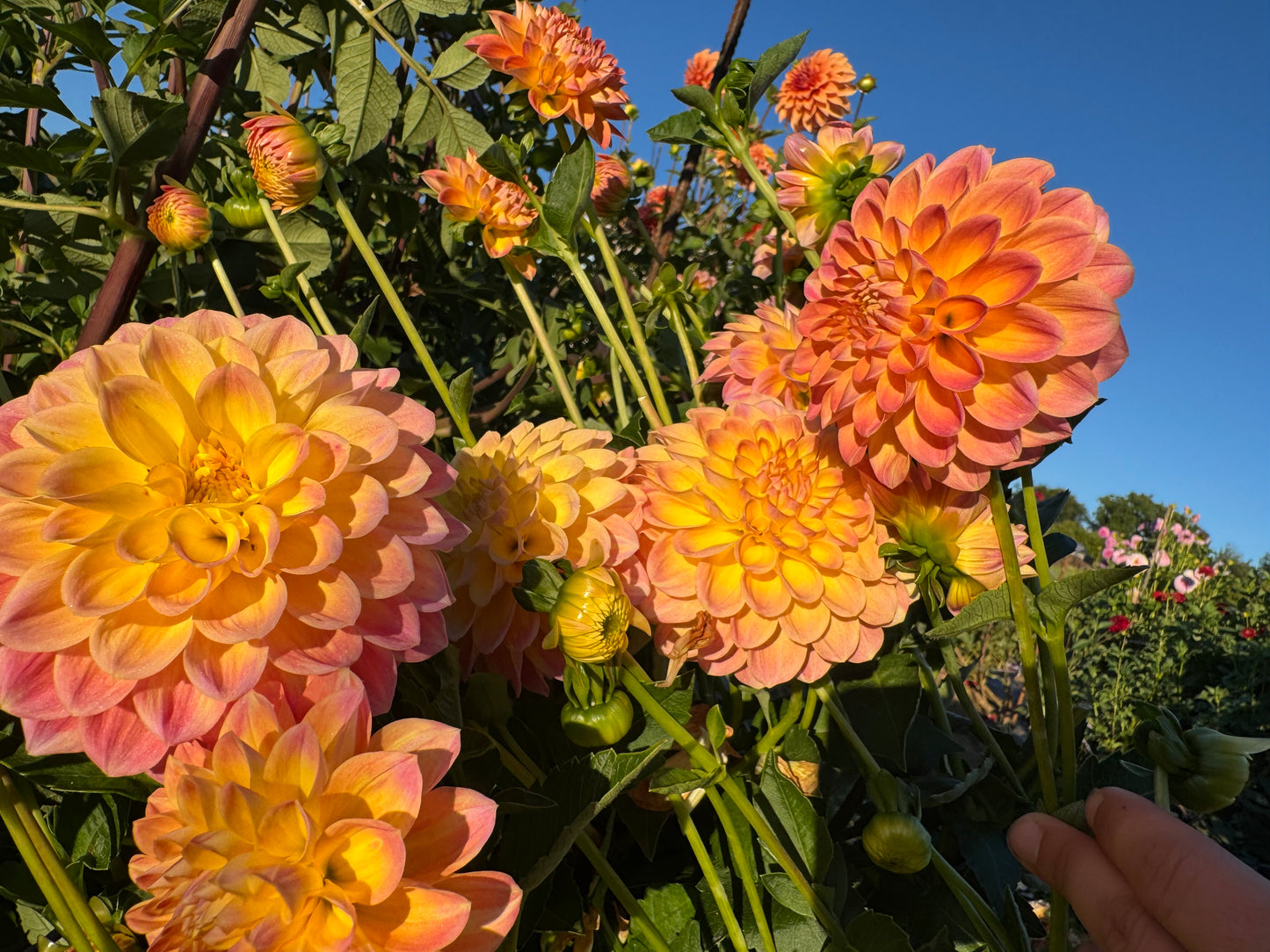 Blooms Luminescence