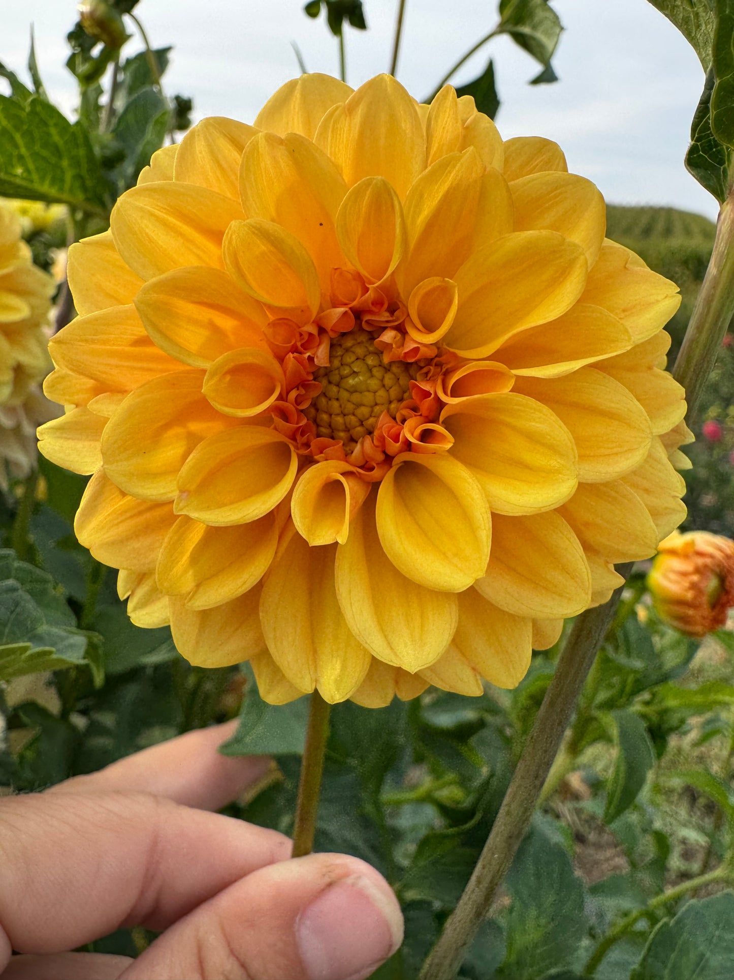Golden Secptor