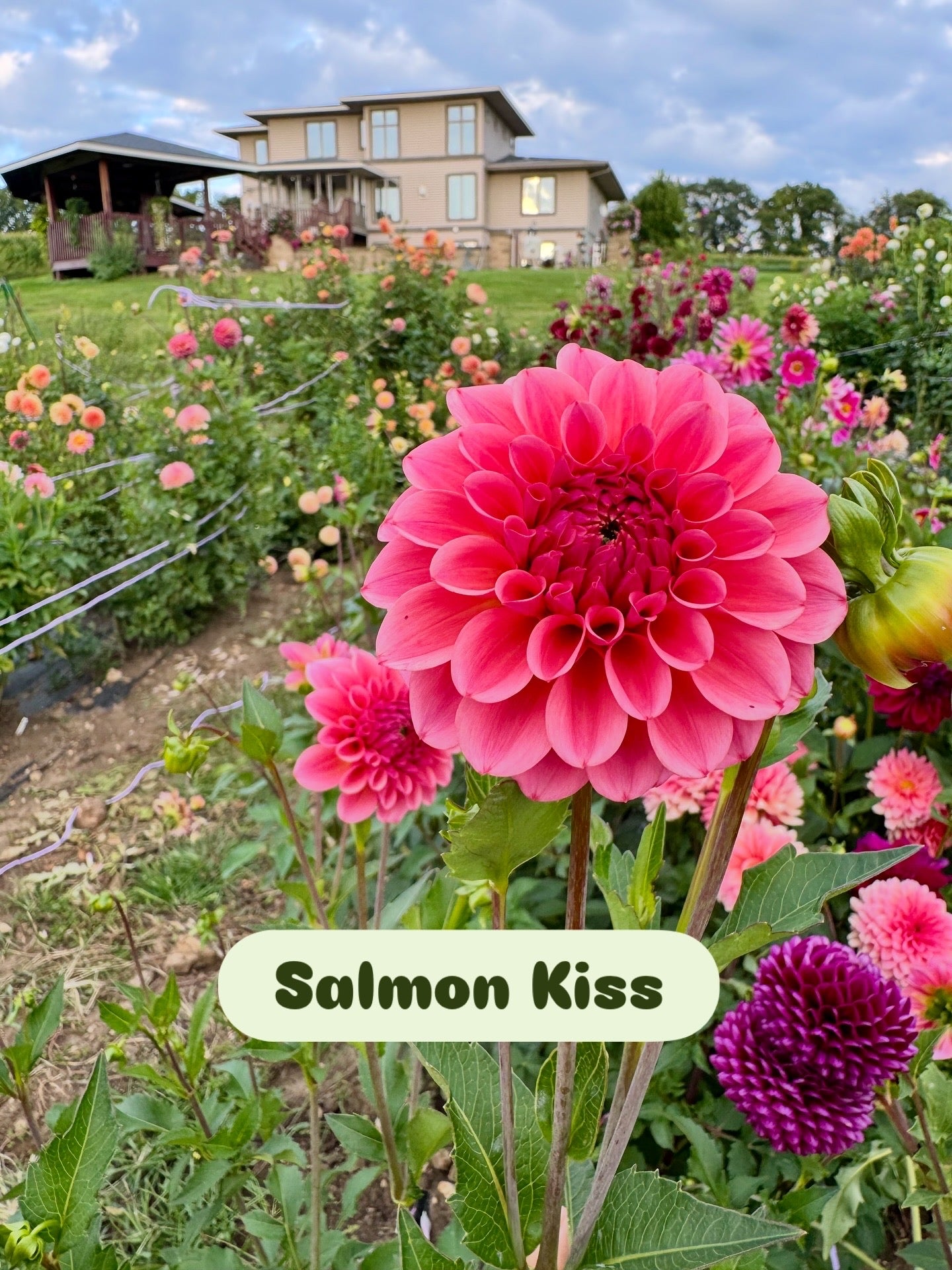 Salmon Kiss