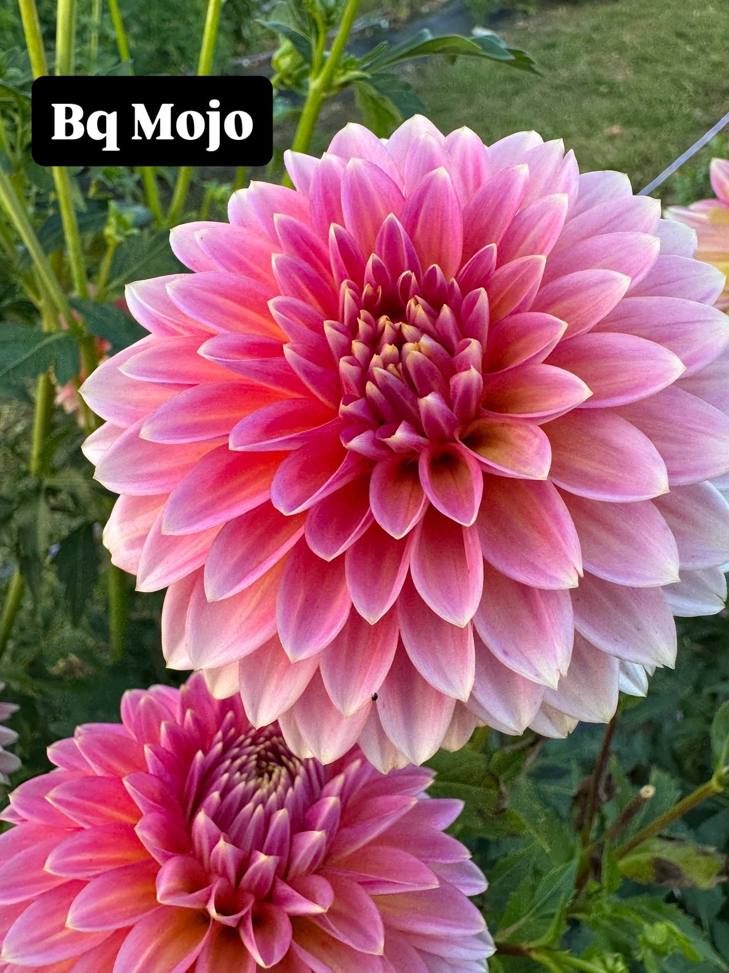 BQ Mojo