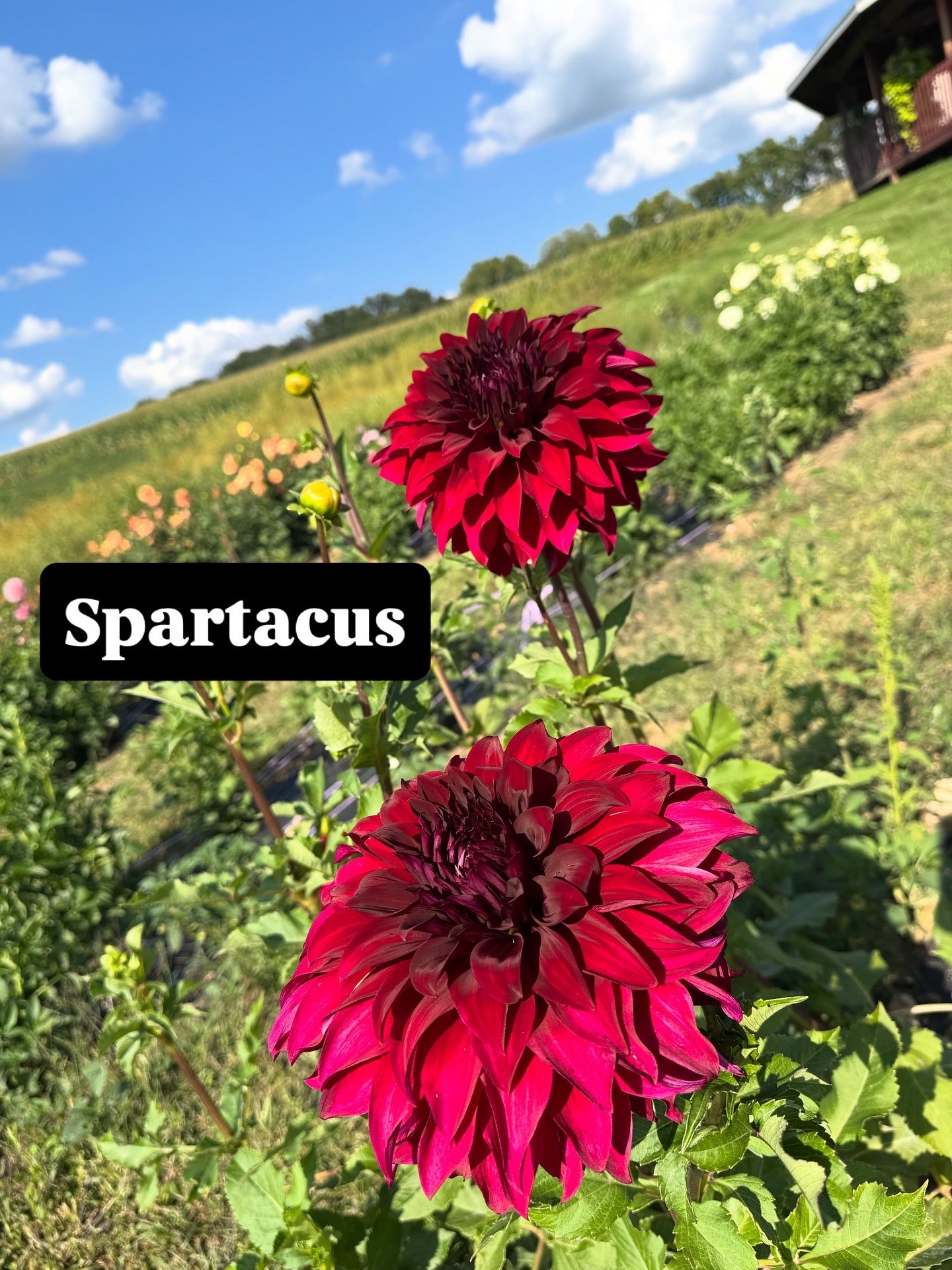 Spartacus