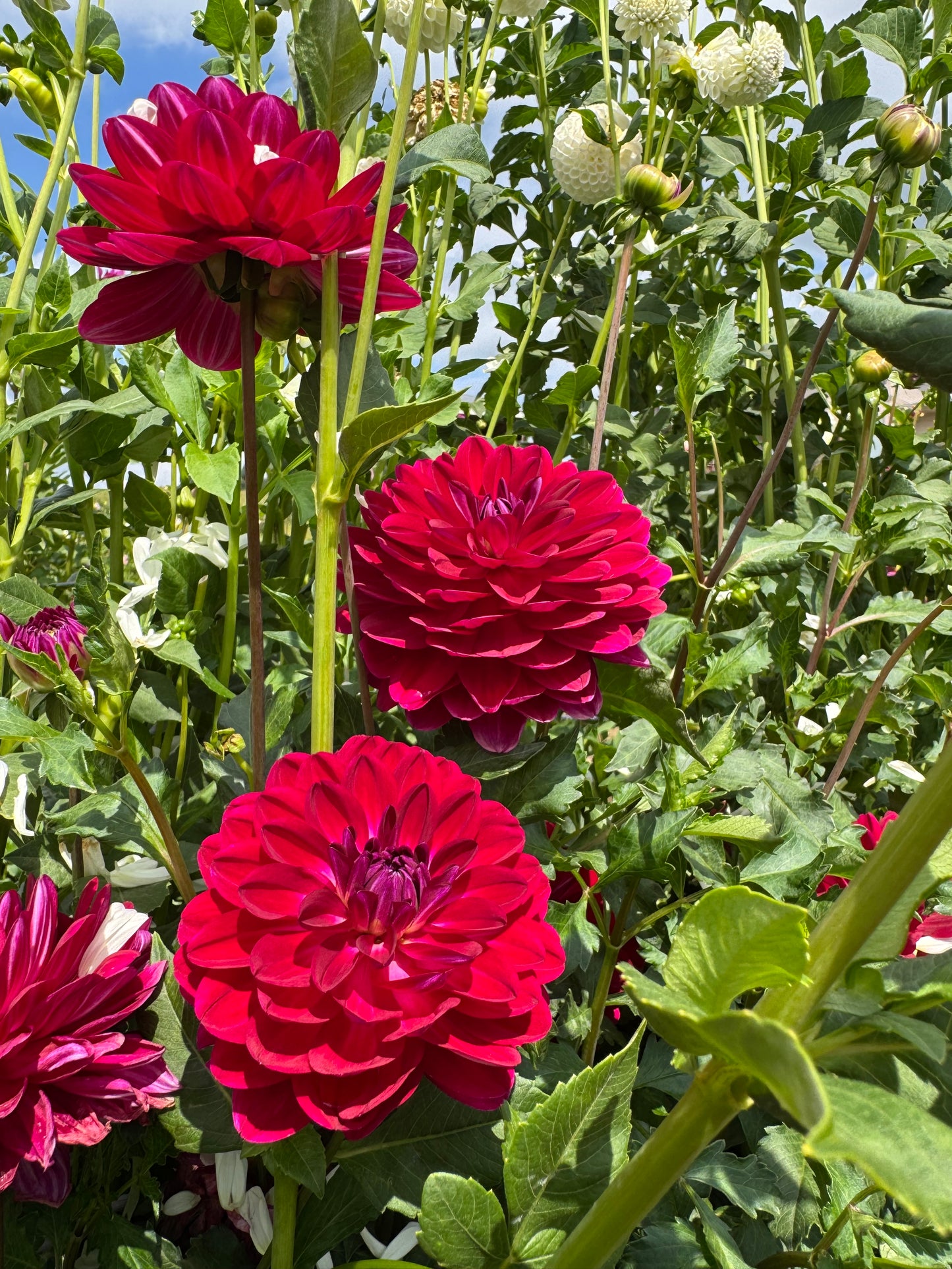 Sandia Bertha