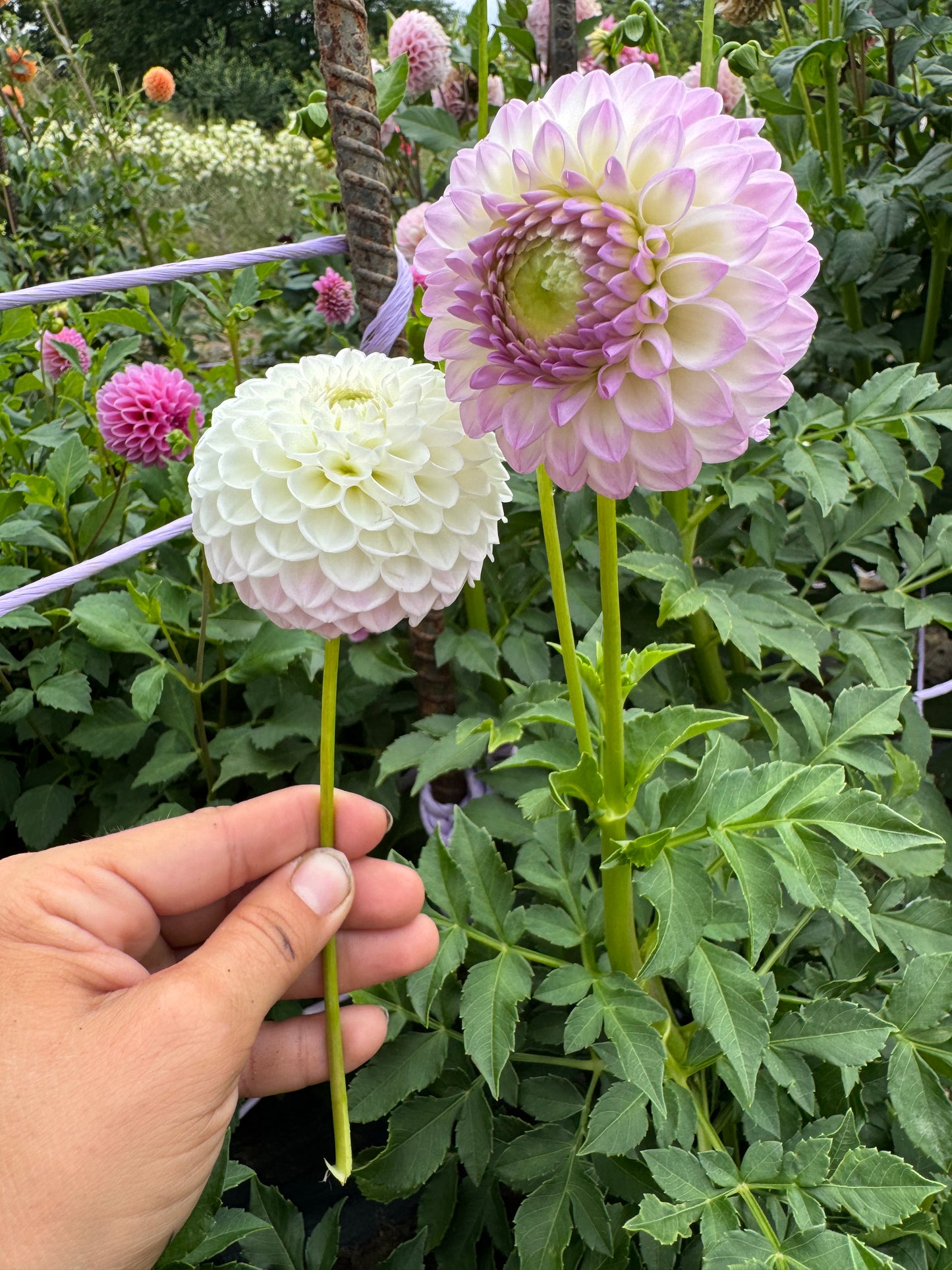 Westerton Ella Grace