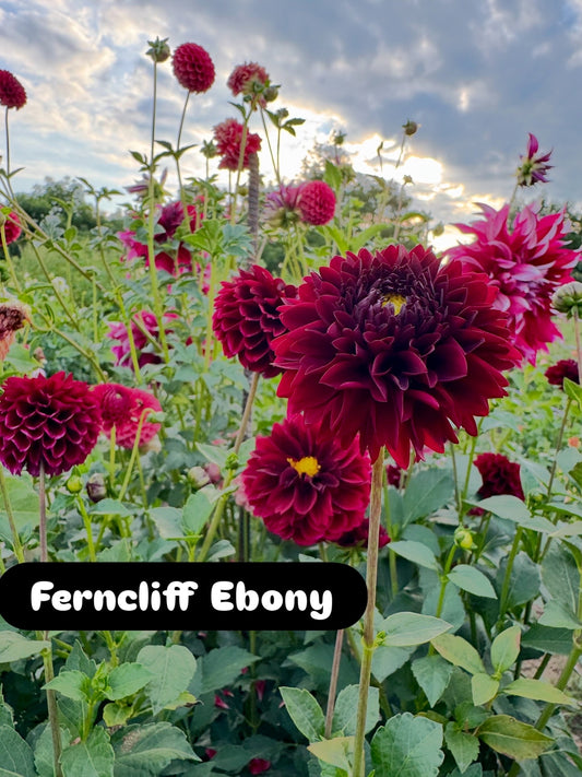 Ferncliff Ebony