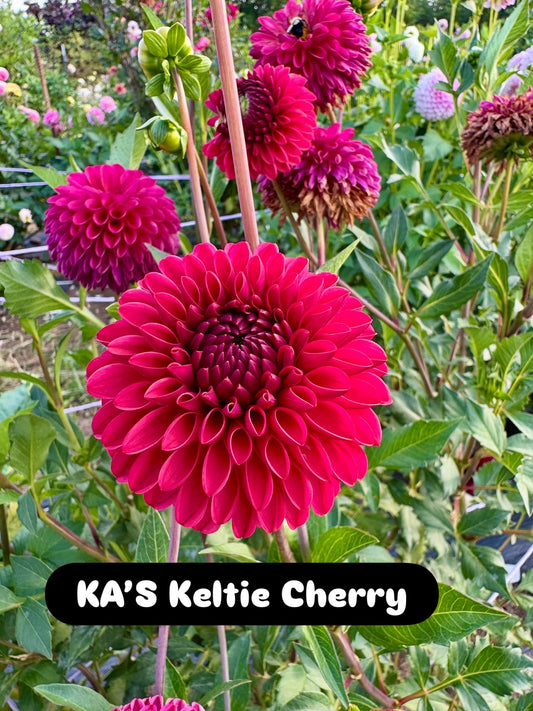 Keltie Cherry