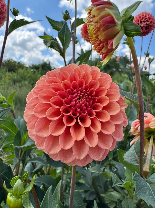 Rose Toscano