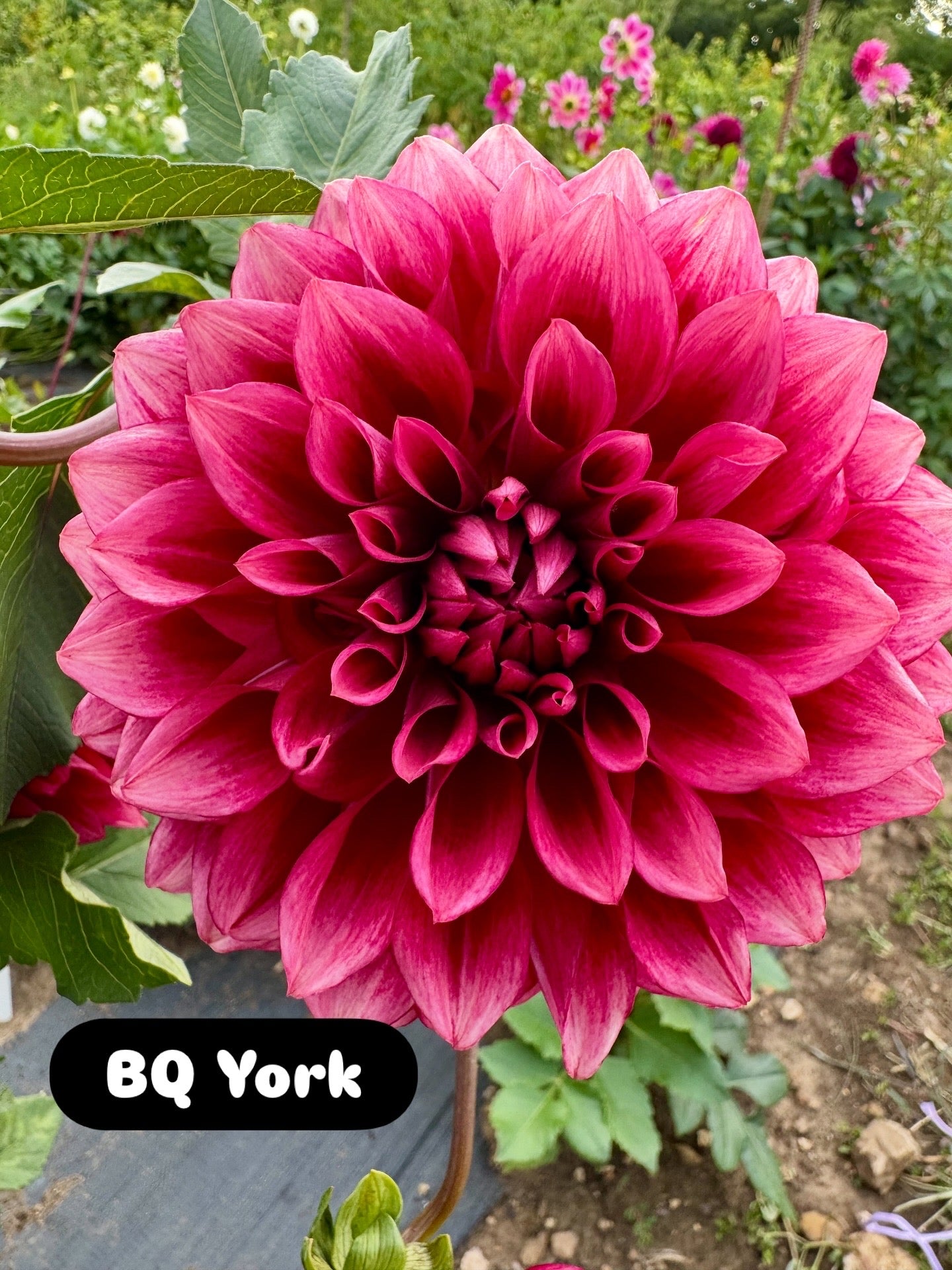BQ York
