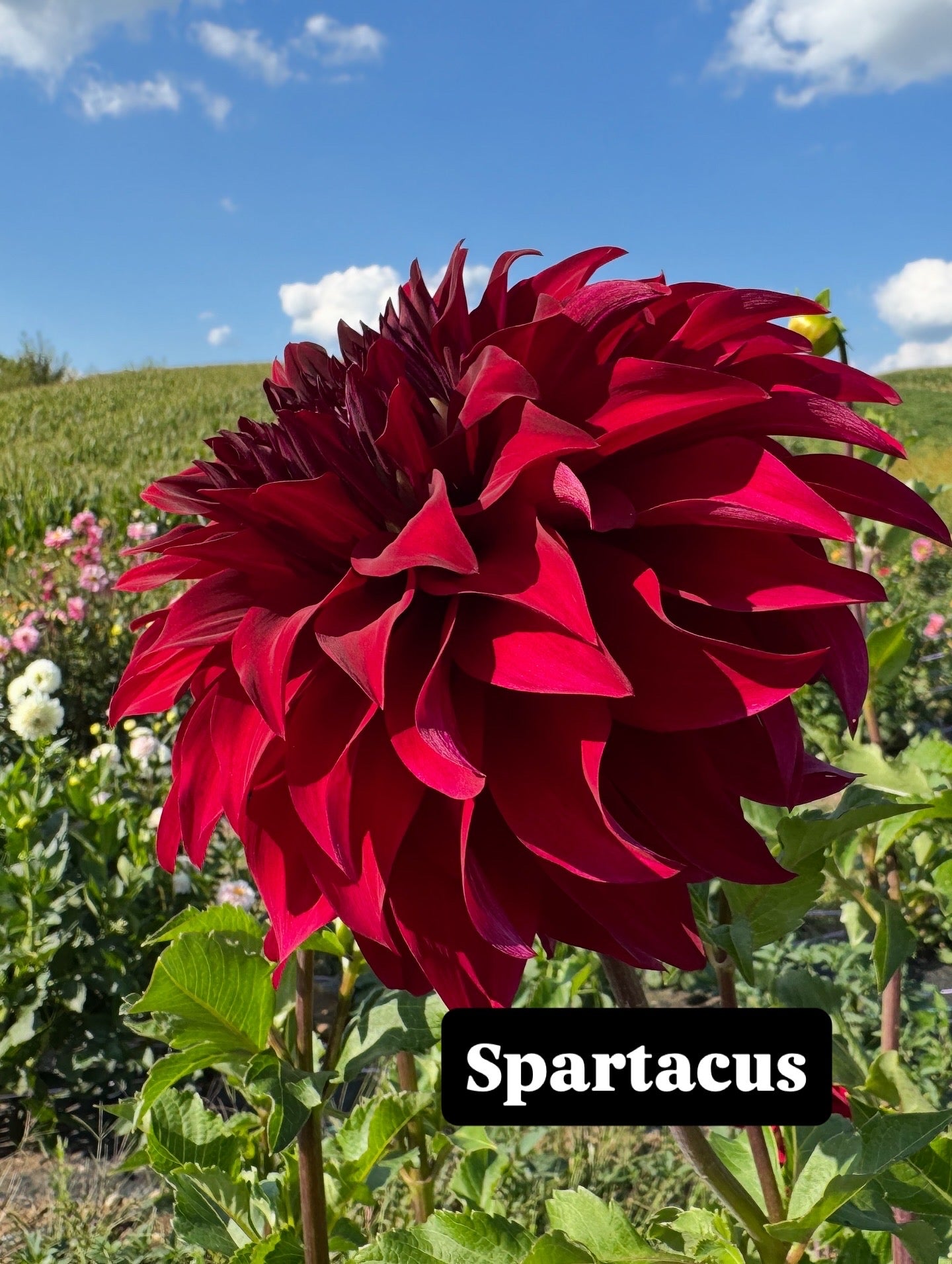 Spartacus