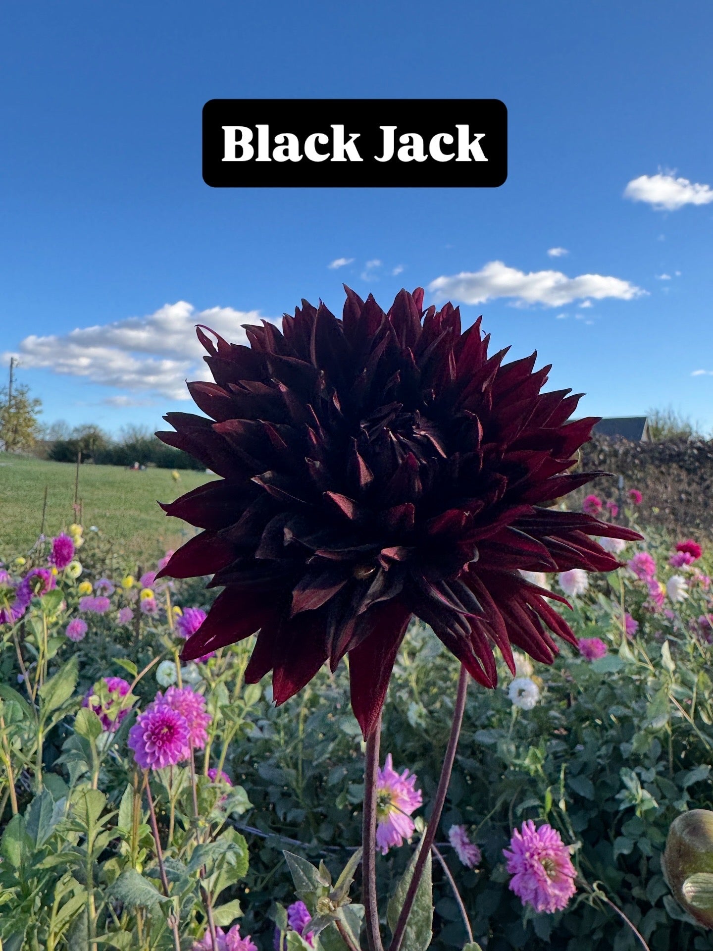 Black Jack