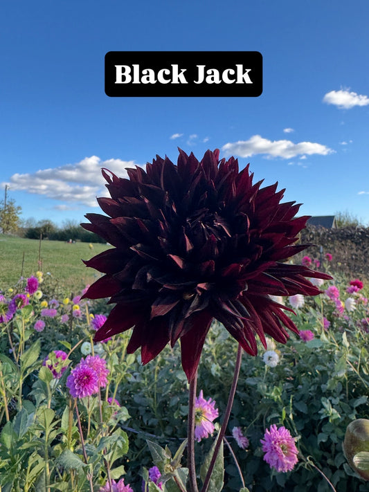 Black Jack