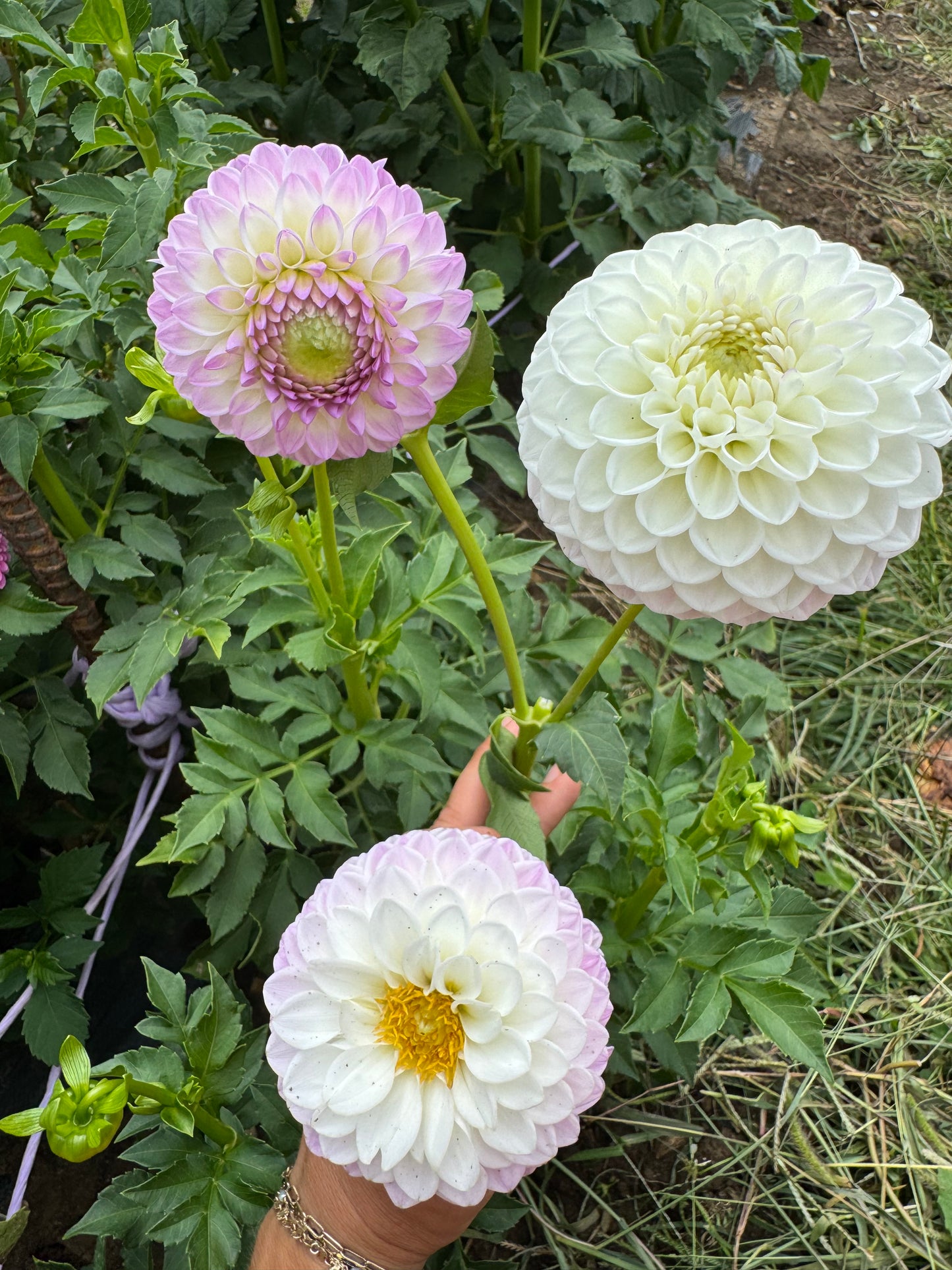 Westerton Ella Grace