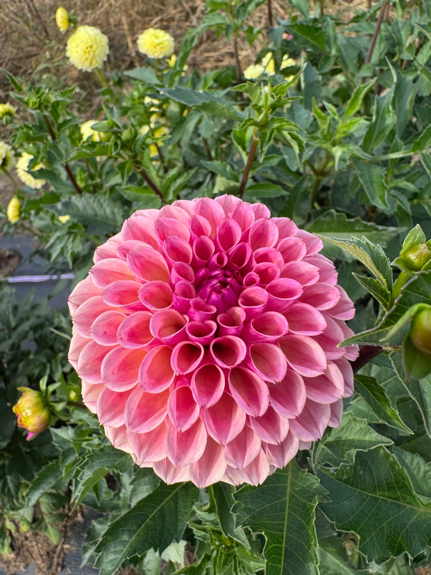 Bracken Rose (US)