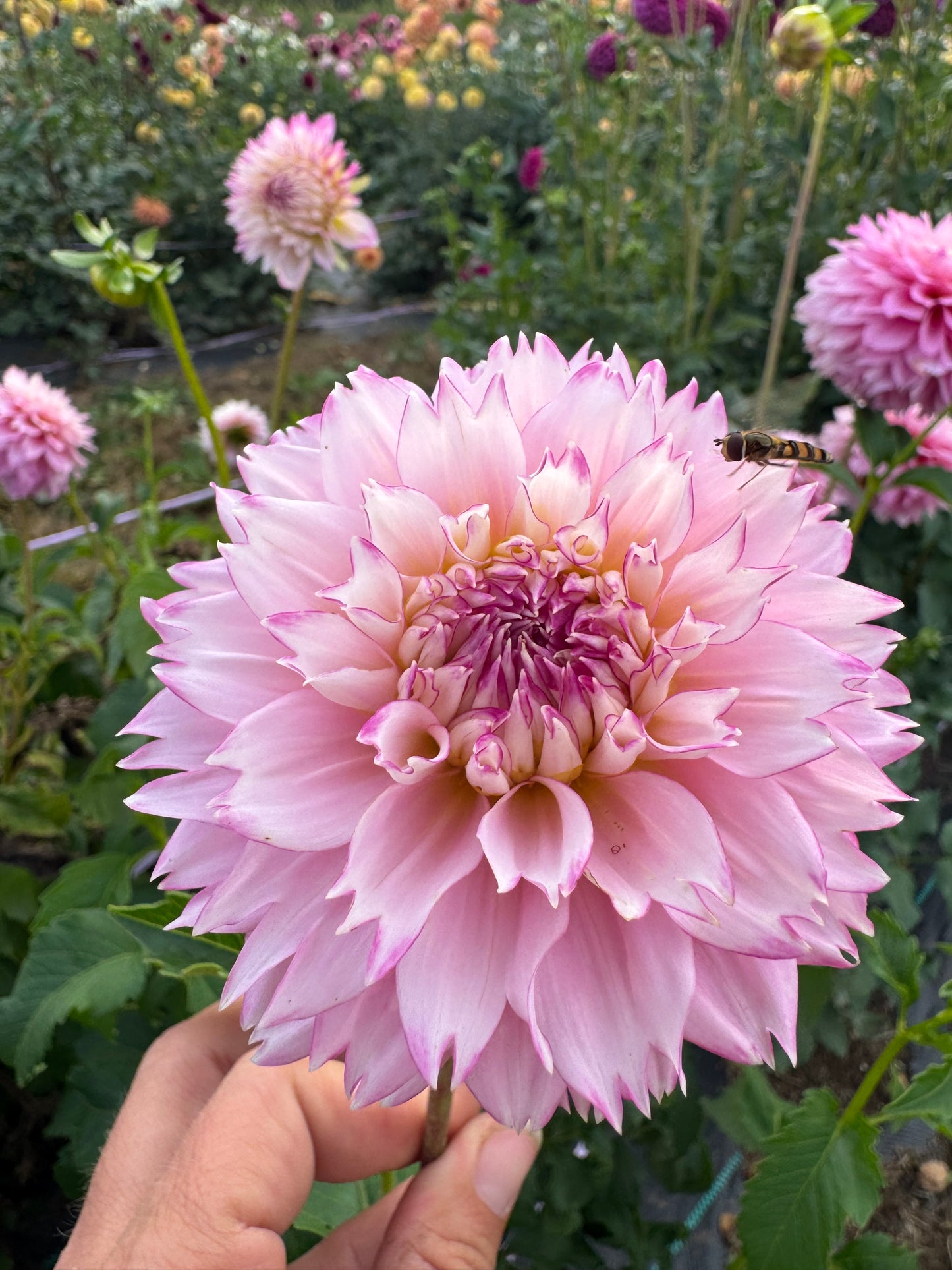 Hollyhill Pinkie