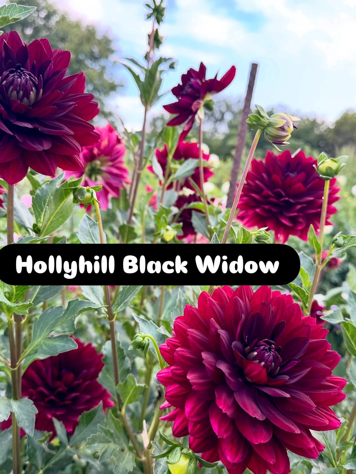 Hollyhill Black Widow