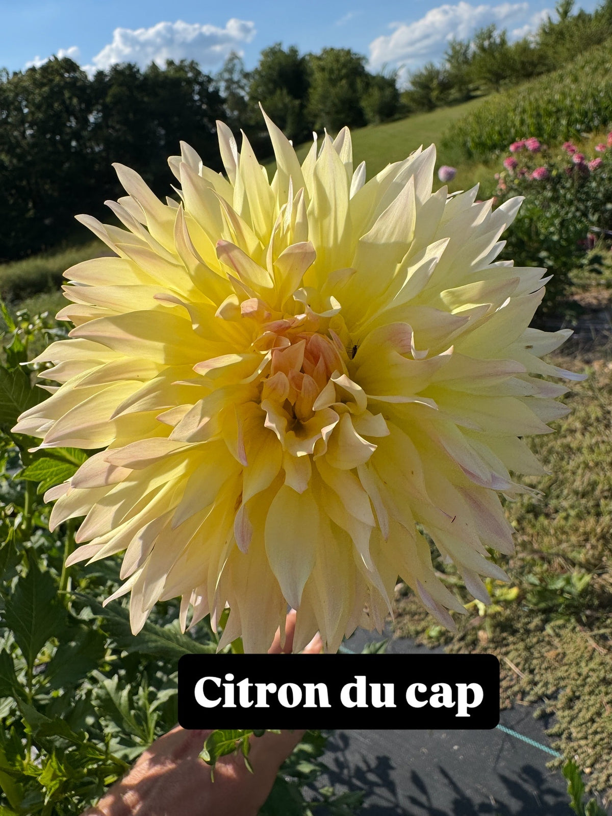 Citron Du Cap