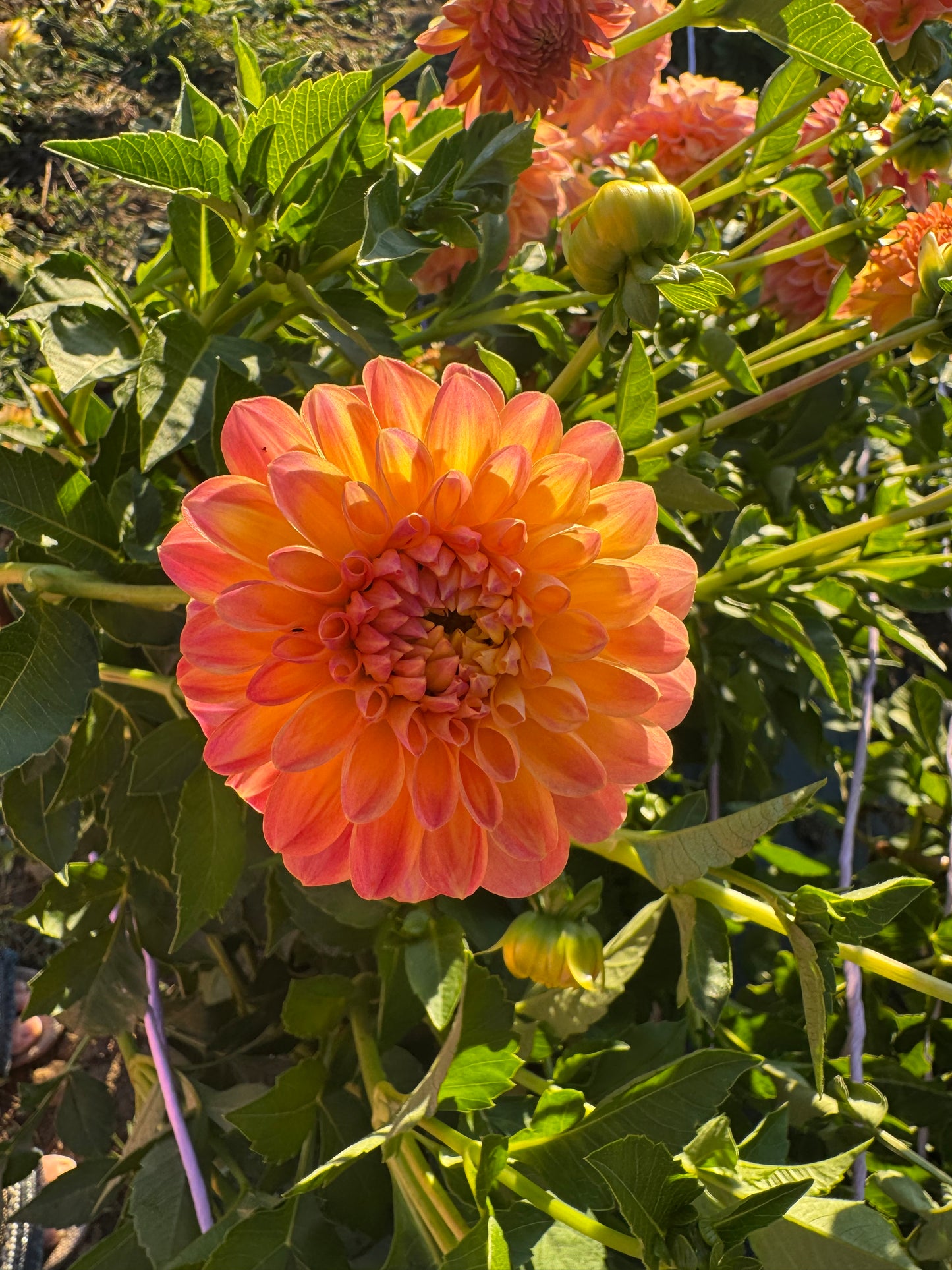 Blooms Luminescence