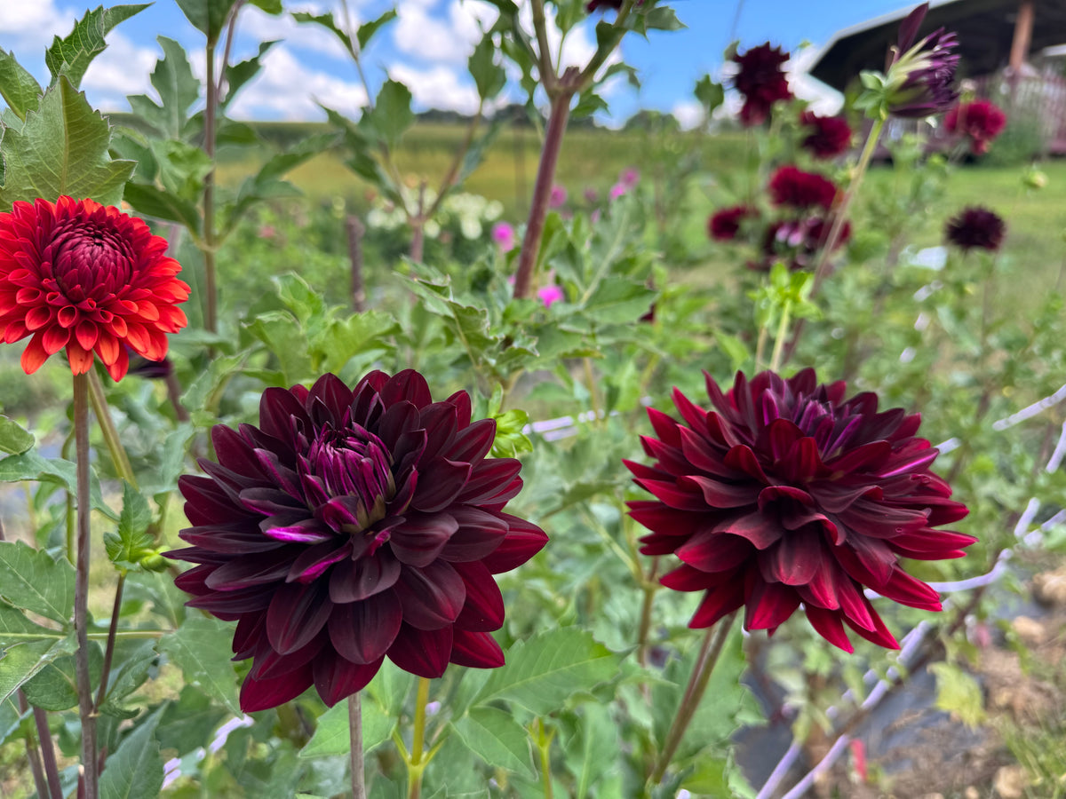 Hollyhill Black Beauty