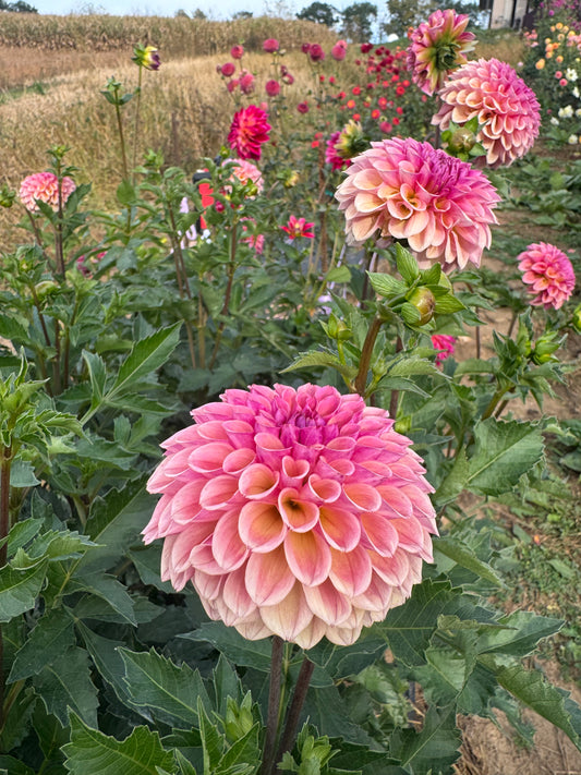 Bracken Rose (US)