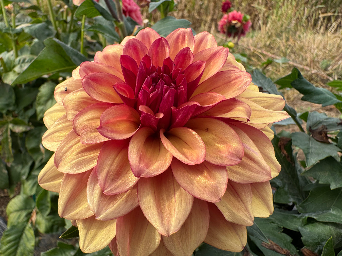 Crème de Cognac