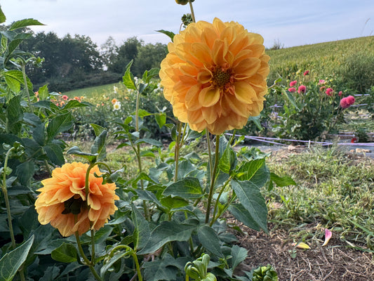 Golden Secptor