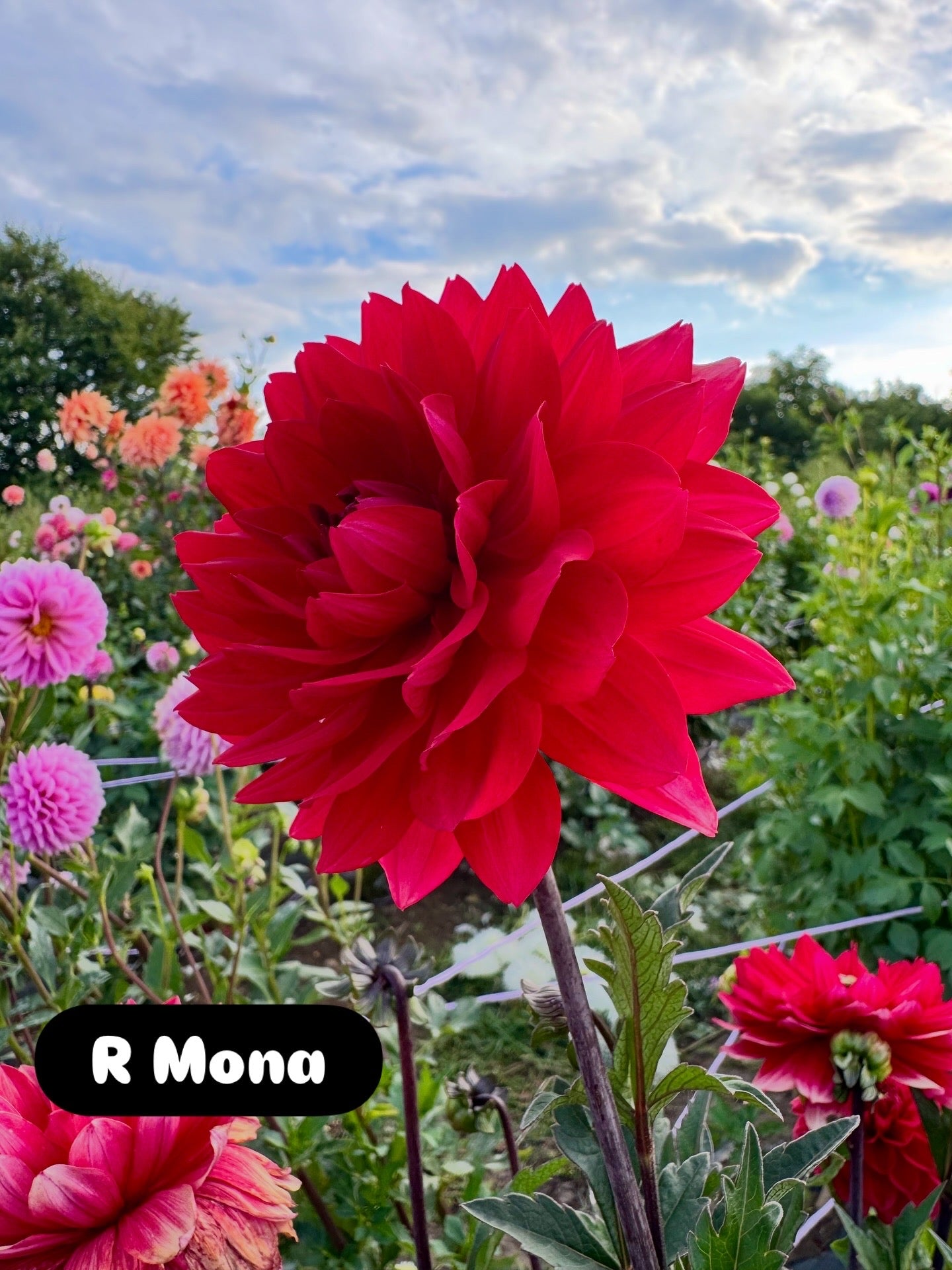 R Mona