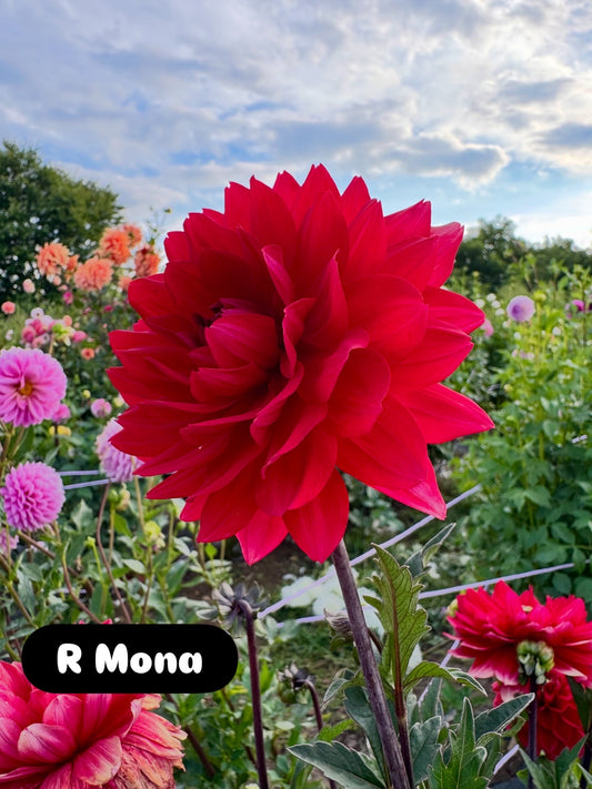 R Mona