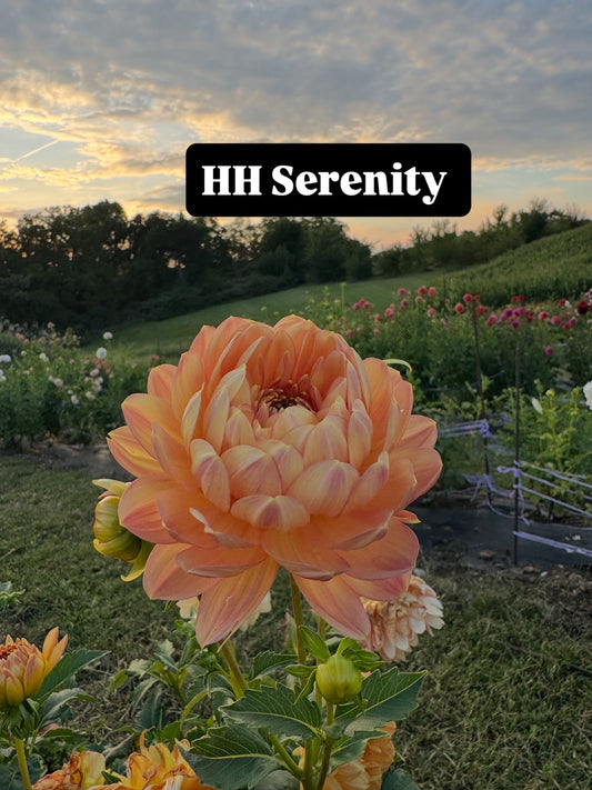 Hollyhill Serenity