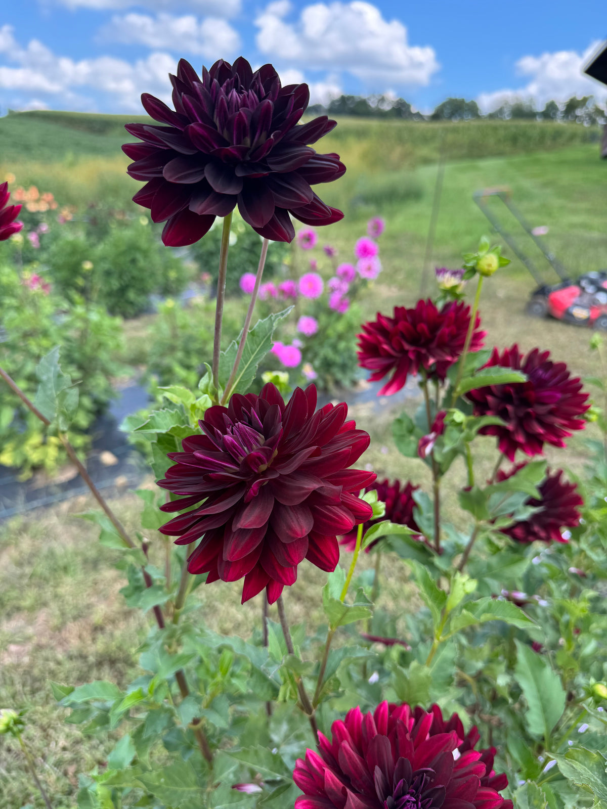 Hollyhill Black Beauty