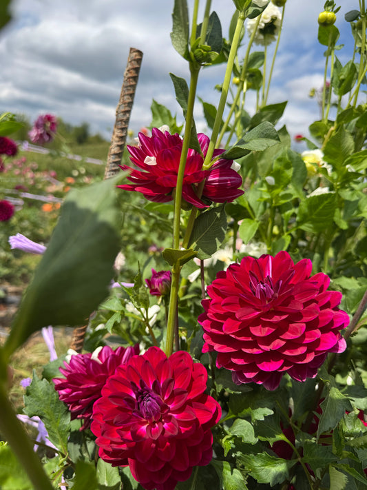 Sandia Bertha