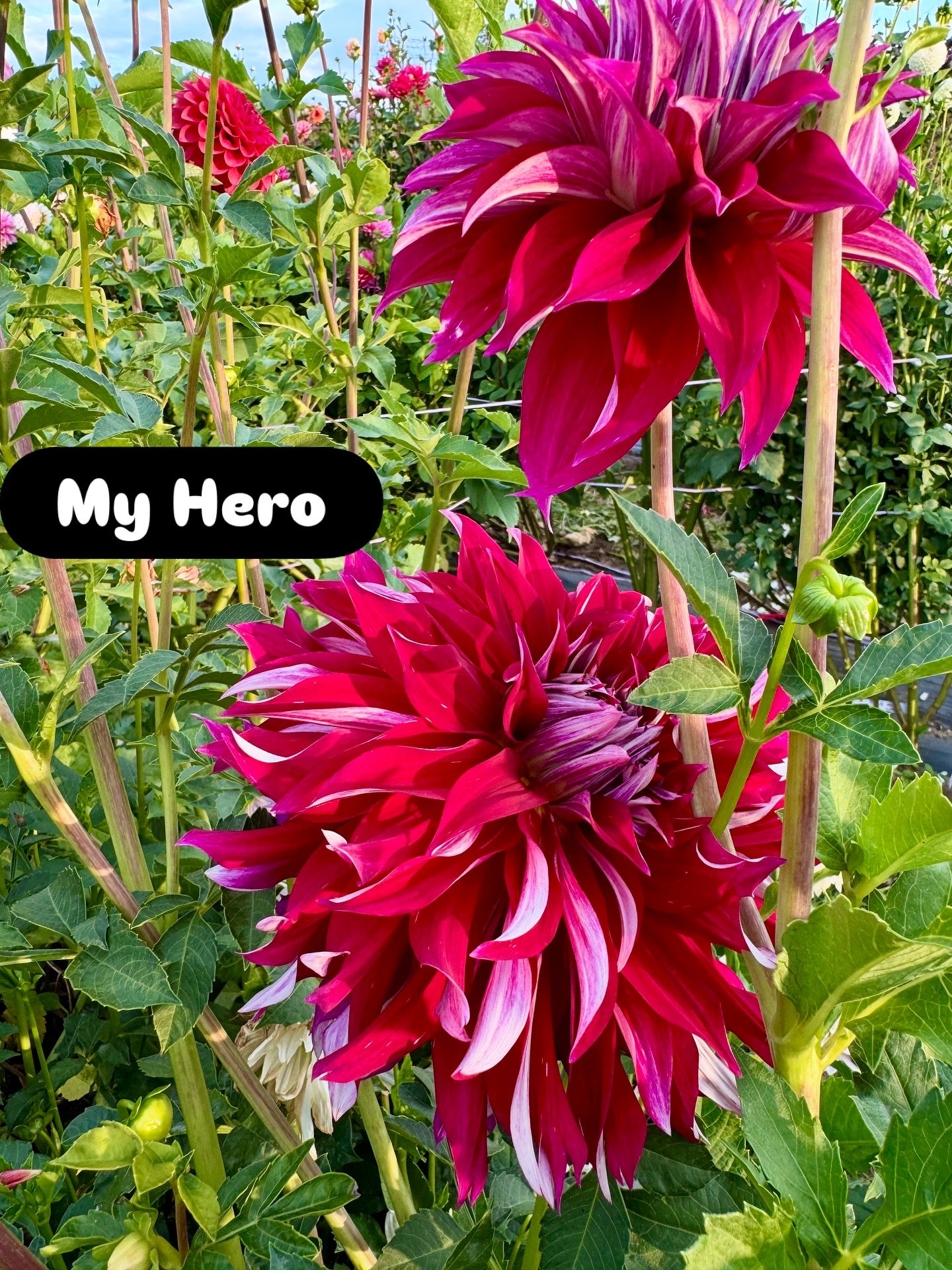 My Hero