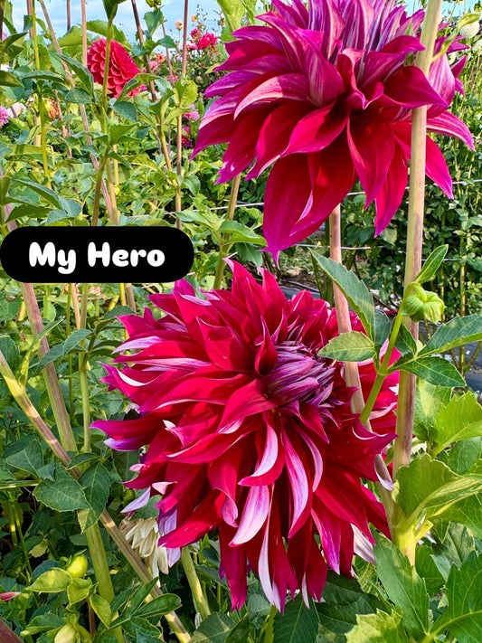 My Hero