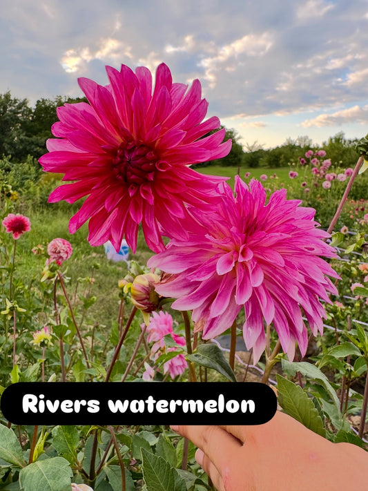 Rivers Watermelon
