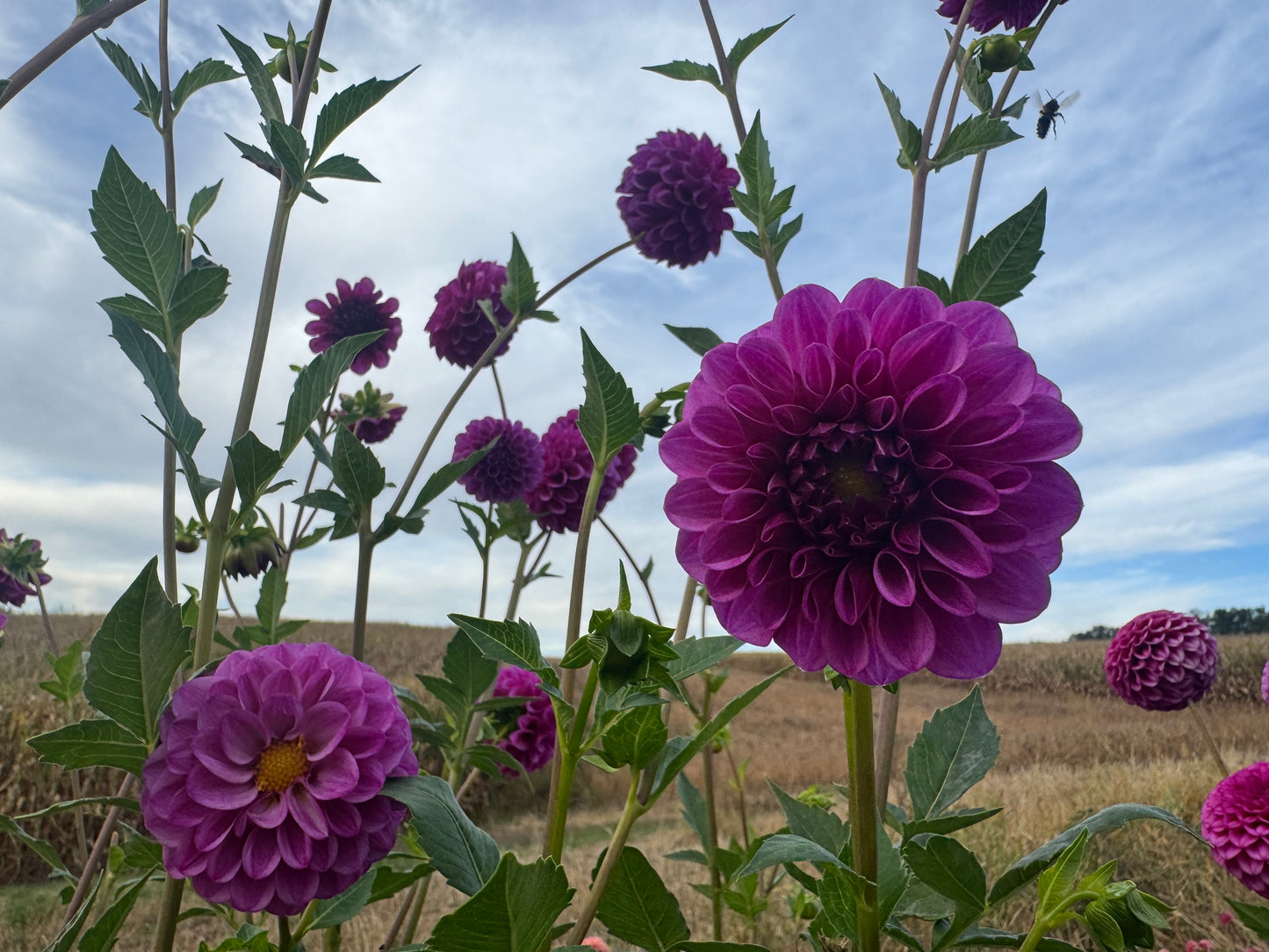Robann Royal