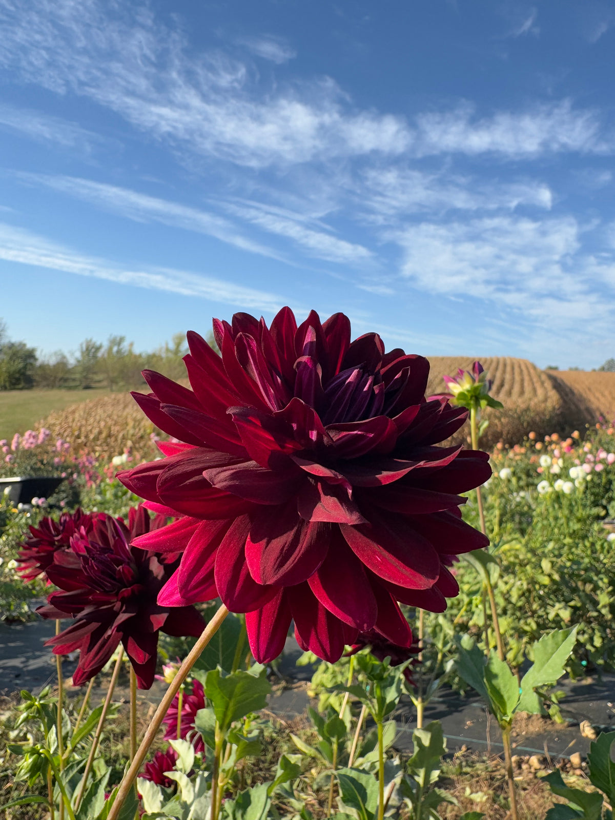 Hollyhill Black Beauty