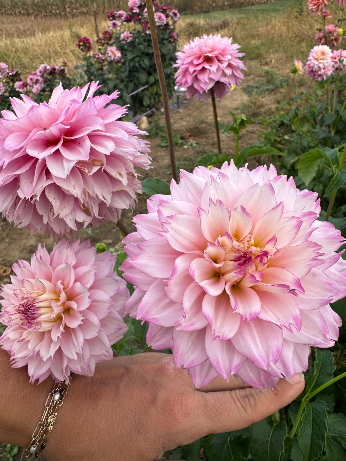 Hollyhill Pinkie