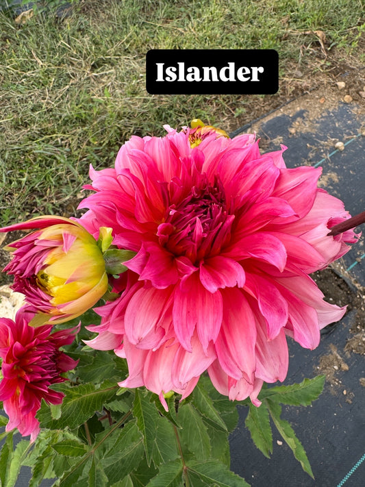 Islander